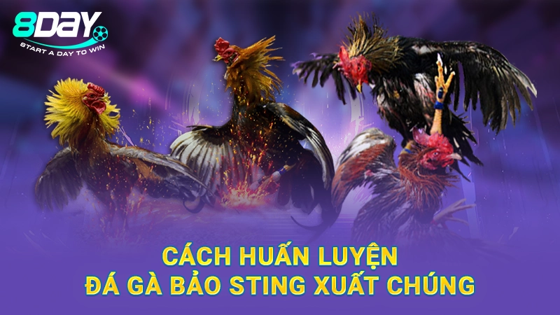 Cách huấn luyện đá gà Bảo Sting xuất chúng