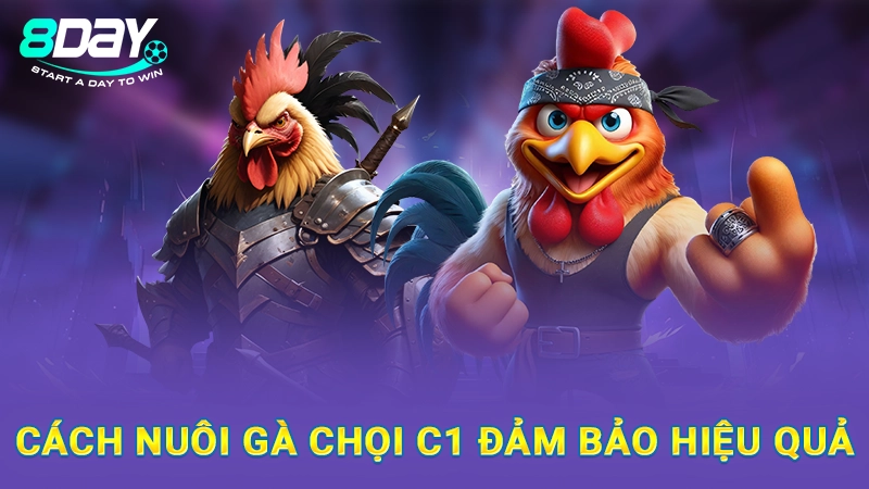 Cách nuôi gà chọi C1 đảm bảo hiệu quả