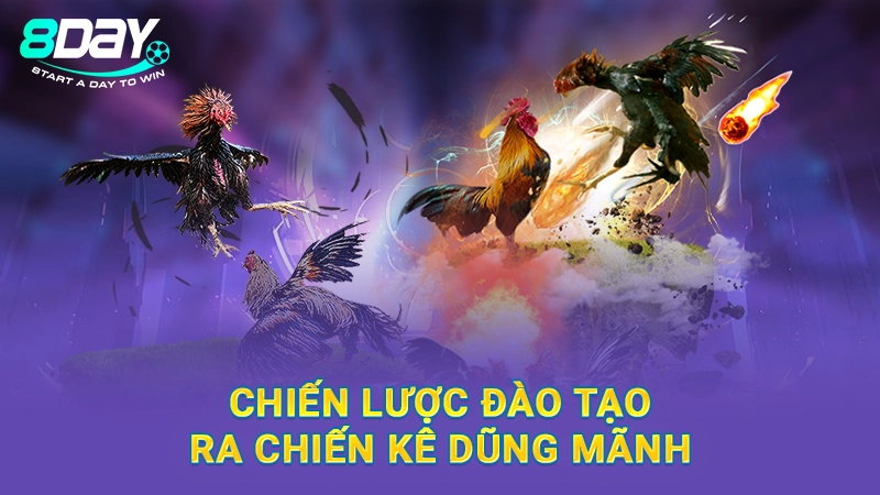 Chiến lược đào tạo ra chiến kê dũng mãnh