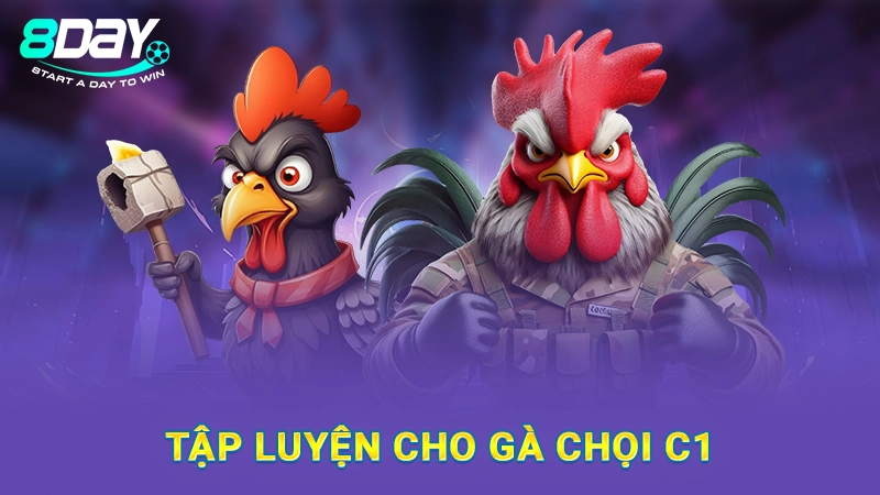 Tập luyện cho gà chọi C1